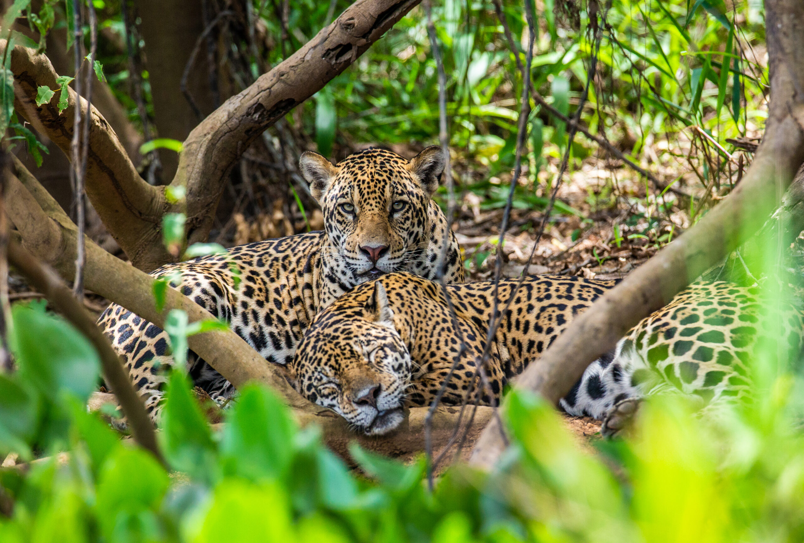 Two jaguars lie in the bushes in the jungle. A rare moment. Sout