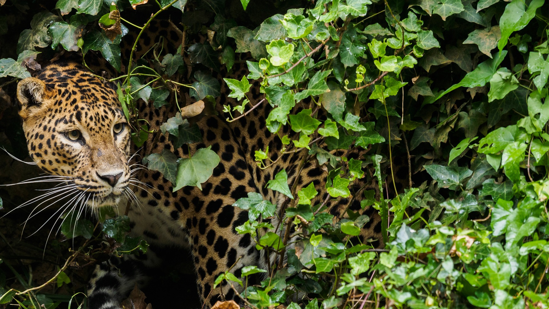 Wildlife and Adventure